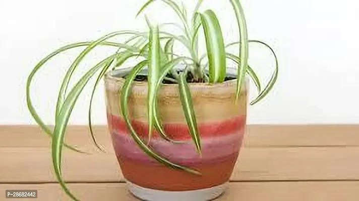 Platone Spider Plant SPIDER PLANT B79-thumb2