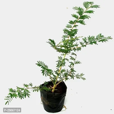 Platone ShamiJand Plant Shami Live Plant Pack of 1-thumb3