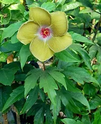 Platone Hibiscus Plant hibiscus plant 30-thumb1