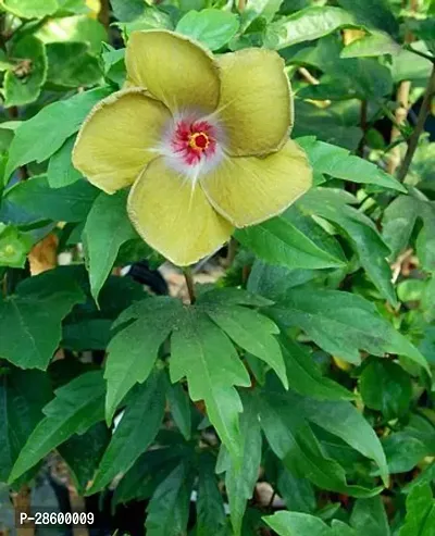 Platone Hibiscus Plant hibiscus plant 30-thumb2