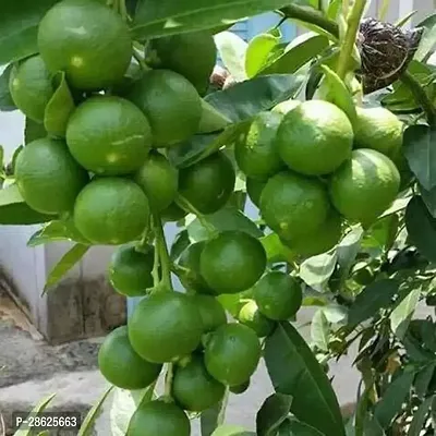 Platone Lemon Plant LEMON84-thumb0