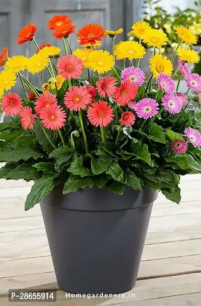 Platone Gerbera Plant GERBERA LIVE PLANT-thumb0