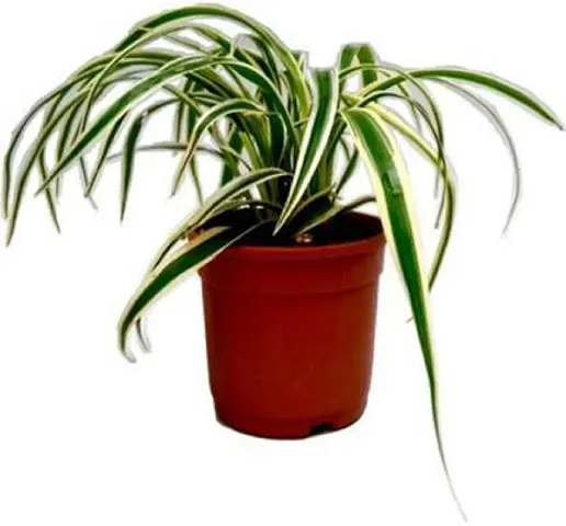 Hot Selling Plant & Planters 