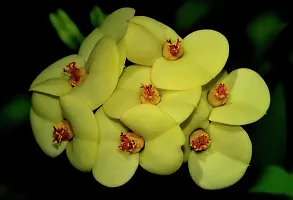 Platone Euphorbia Plant Euphorbia Milii Flower Plant-Mp-05-thumb2