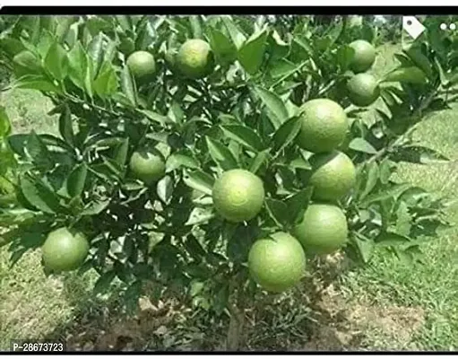 Platone Lemon Plant Vietnam Yellow malta Mosambi All Time Variety Grafted Fruit Live PlantsTree(1.5-2 Ft Size)-1 Healthy plant in Nursery Grow Bag-thumb0