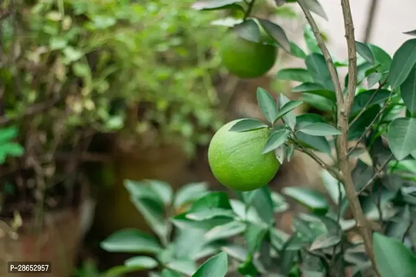 Platone Lemon Plant Vietnam malta Mosambi All Time Variety Grafted Fruit Live PlantsTree(1.5-2 Ft Size)-1 Healthy plant in Nursery-thumb0