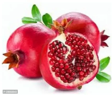 Platone Pomegranate Plant Promogran Fruit Plant (06)