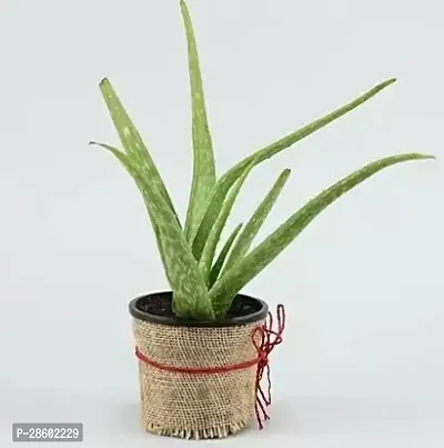 Platone Aloe Vera Plant ALOVREA PLANT