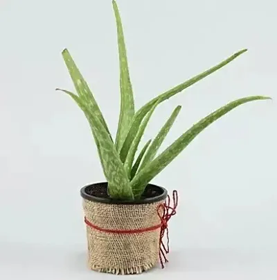 Best Selling Plant & Planters 