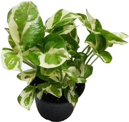 Hot Selling Plant & Planters 