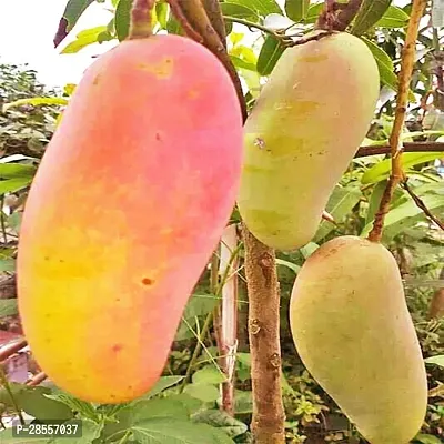 Platone Mango Plant GRAFTED Thailand Mango Tree plant Nam-Dok-Mai Si Mueng 18 inchTall Thai Purple Mango Juicy Frui( 1healthy live plants)t-thumb0