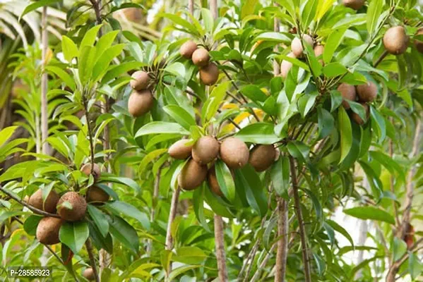 Platone Chiku Plant Live Fruit Plant Manilkara Zapota,Sapodilla, Sapota, chikoo, Chico, Naseberry, or Nispero Sapota Chikoo SapotaChikoo Healthy (Thailand Variety) for Home and Outdoor Garden01-thumb2