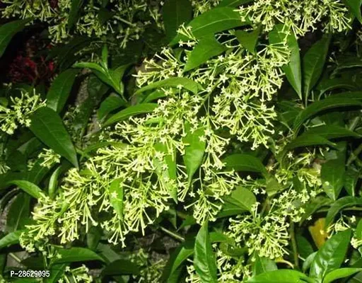 Platone Jasmine Plant CHJAS80