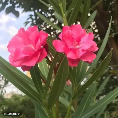 Platone Oleander Plant Red OleanderFlower Plants421-thumb2