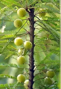 Platone Amla Plant organic green outdoor leving amla fruit plant-thumb1