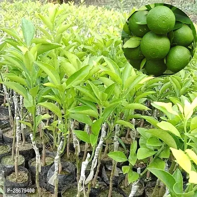 Platone Lemon Plant SSD1- Sweet Malta Lemonplant-thumb0