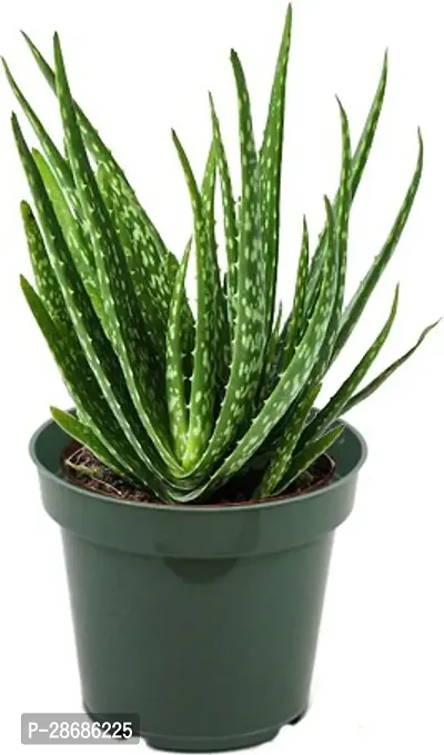 Platone Aloe Vera Plant GS000102-thumb3