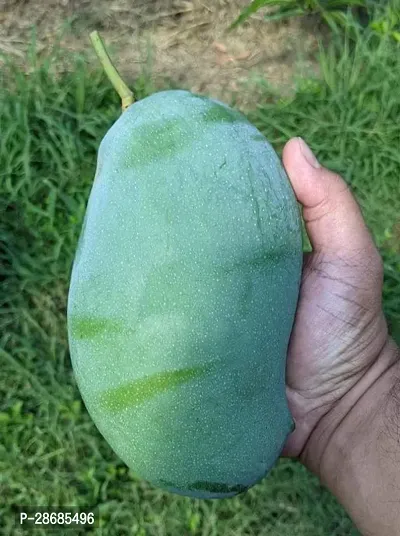 Platone Mango Plant OQ1- Mango plant-thumb0