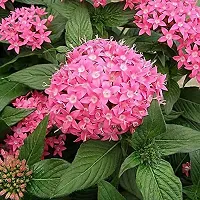 Platone Draffe Plant Pentas Plant Pink - Flowering Plants Flowers Garden Live Plant Nursery Indoor Outdoor Living Plants-thumb1