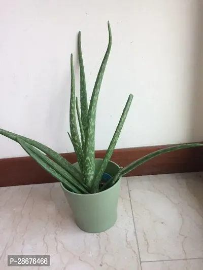 Platone Aloe Vera Plant Aloe Vera Plant CF00086-thumb0