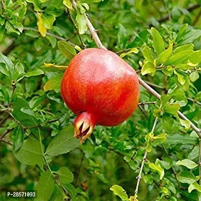 Platone Pomegranate Plant Anar plant1-thumb0