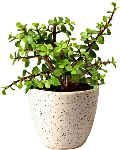 Best Selling Plant & Planters 