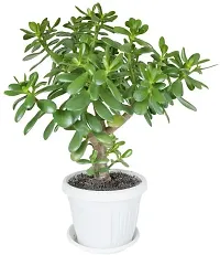 Platone Jade Plant Very Rear NASA Recommended Hybrid Jade Live PlantV-8-thumb1