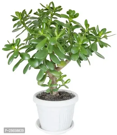 Platone Jade Plant Very Rear NASA Recommended Hybrid Jade Live PlantV-8-thumb2