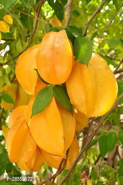 Platone Star Fruit Carambola Grafted Plant SFY