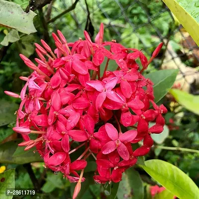 Platone Trothic IxoraChethi Plant Trothic Ixora Chethi Red Plant Live Flower Disha-99924311-thumb0