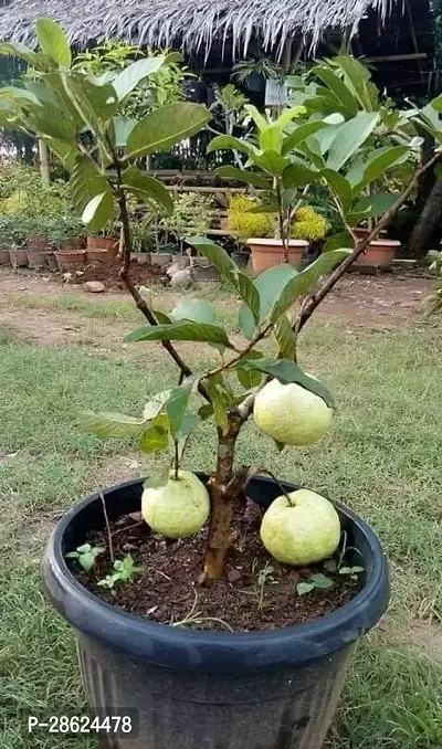 Platone Guava Plant GVA-BPC-CB-10MAR93-thumb0