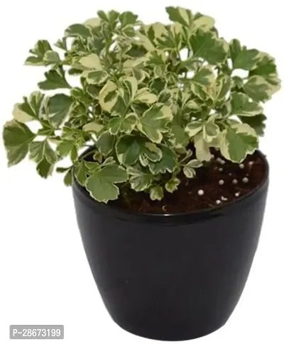 Platone Aralia Plant aralia plant 980-thumb0