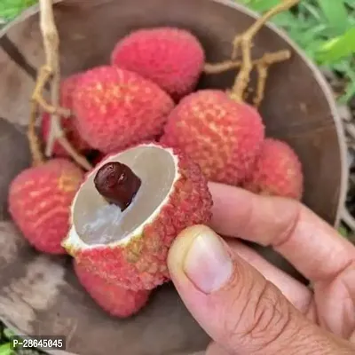 Platone Litchi Plant Chinese Dazao Dwarf Grafted Sweet Tasty Hybrid Litchi Plant. Pack of 1.-thumb0