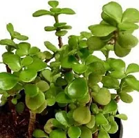 Platone Jade Plant Jade Indoor Crassula House Plant-thumb2