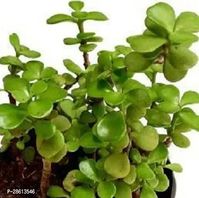 Platone Jade Plant Jade Indoor Crassula House Plant-thumb3