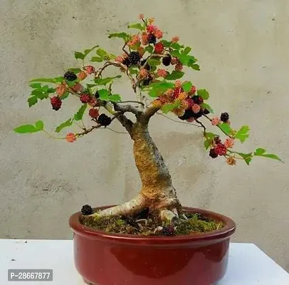 Platone ShahtootMulberry Plant 1mue01