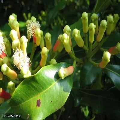 Platone Clove Plant Climbing Clove Plant