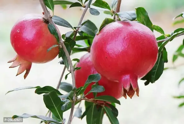 Platone Pomegranate Plant Thai Pomegranate Fruit Plant A34