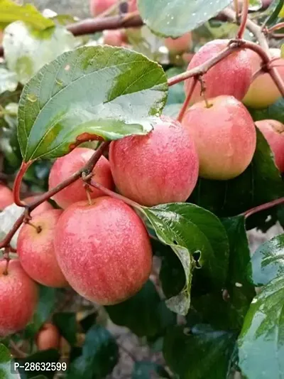 Platone Ber Apple Plant Rare seedless Apple Ber Thailand variety fruit Jujube Fruit GraftingLive Plant-thumb0