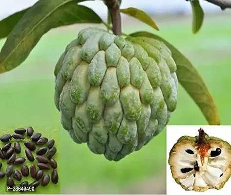 Platone Custard Apple Plant USTRD15