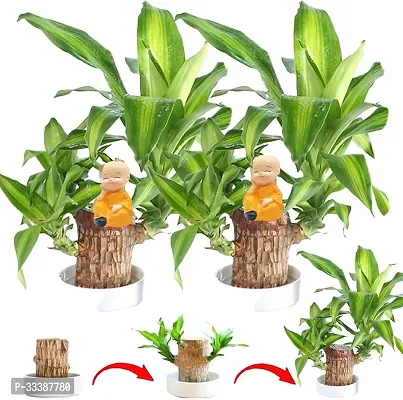 Brazil Bamboo Long Live Plant without Pot, Pack of 2