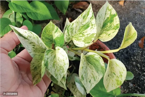 Platone Money Plant White Money Plant-thumb2