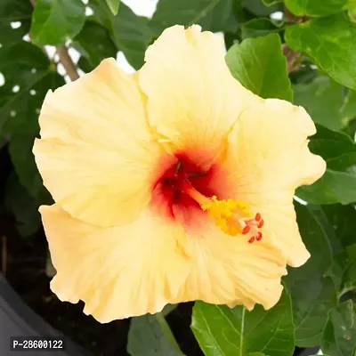 Platone Hibiscus Plant Hibiscus Yellow Plant CF0721