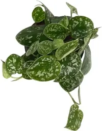 Platone Money Plant Satin Money Plant-thumb2