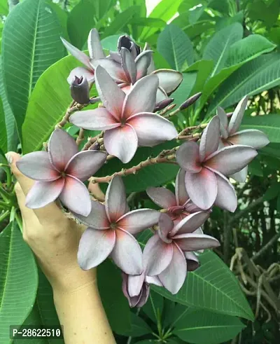 Platone Plumeria Plant pulmeria flower09