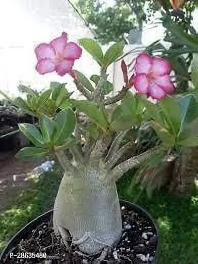 Platone Adenium Plant Adenium plant kkoi