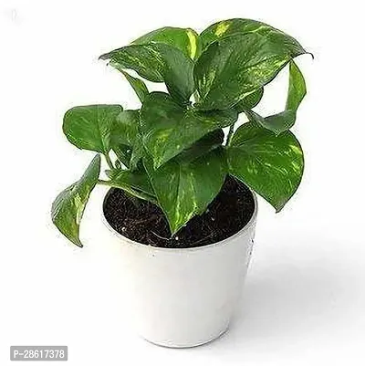 Platone Money Plant Money Plant With Ceramic Pot-thumb0