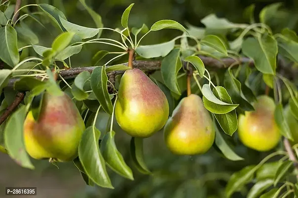 Platone Pear Plant pear80-thumb0