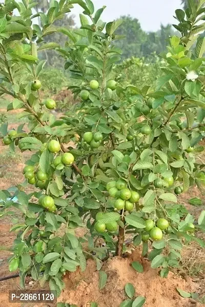 Platone Guava Plant Hybrid Thai Variety Guava Grafted Live Plant. v6-thumb0