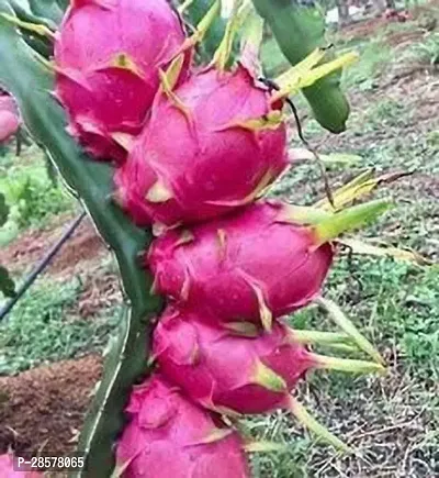 Platone Dragon Tree Dragon Fruit Plant ..6